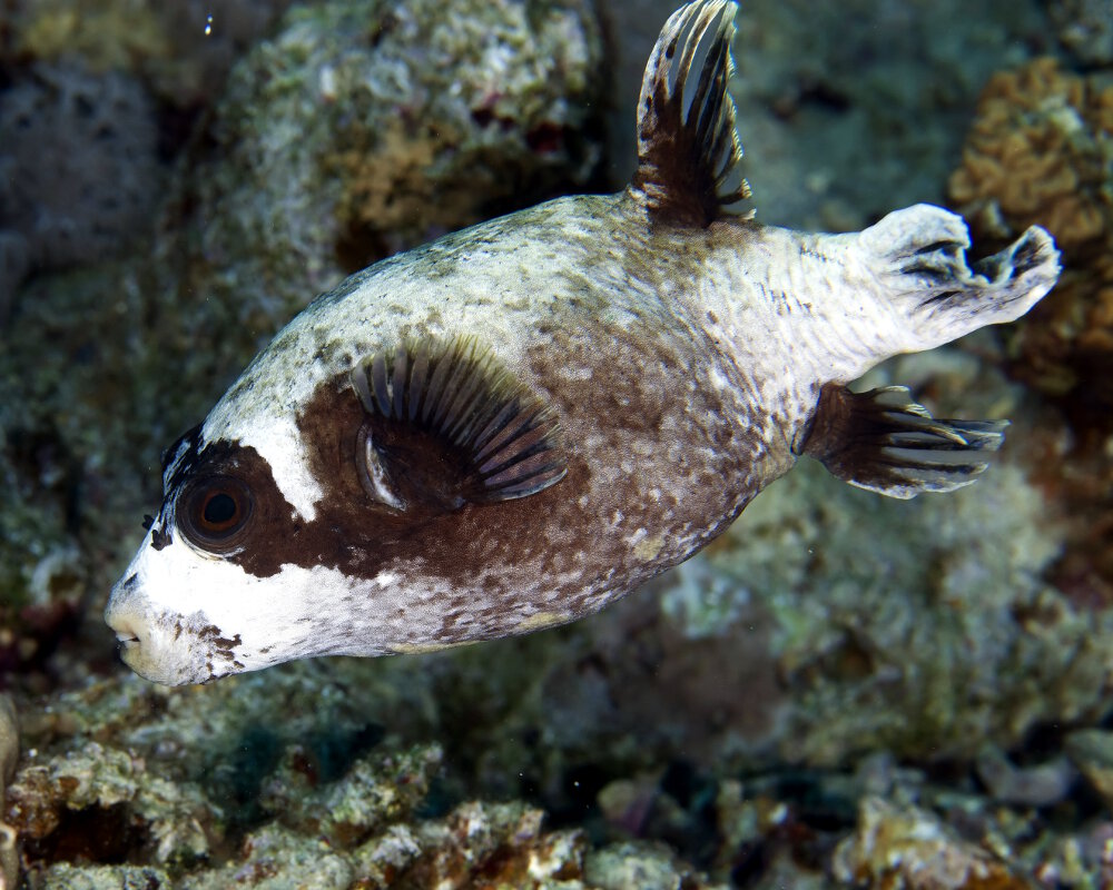 The masked puffer (Arothron diadematus)