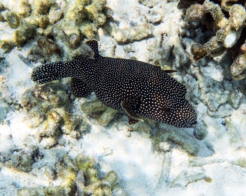 Le poisson ballon pintade (Arothron meleagris)