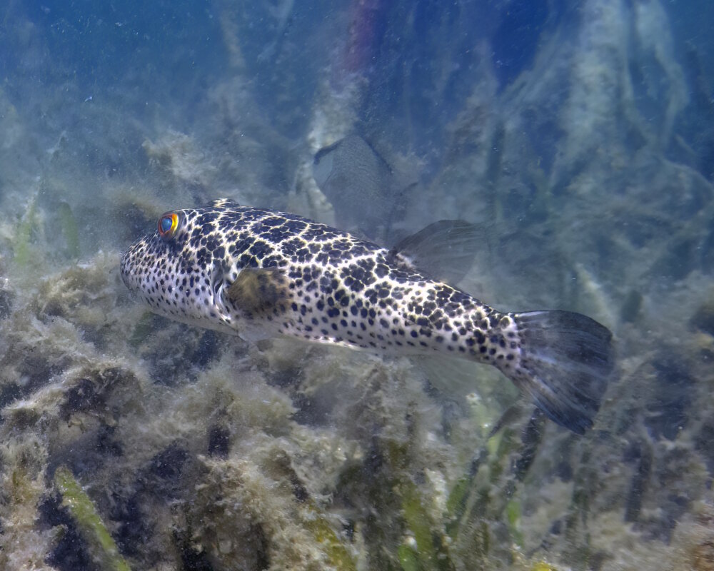 Le poisson ballon réticulé est un poisson de taille modeste dont le corps est parsemé d'un motif à damier ou hexagonal caractéristique. Comme son nom l'indique, son corps présente une forme ronde et comprimée latéralement qu'il gonfle comme un ballon en absorbant de l'eau lorsque celui-ci se sent menacé afin de dissuader ses prédateurs.