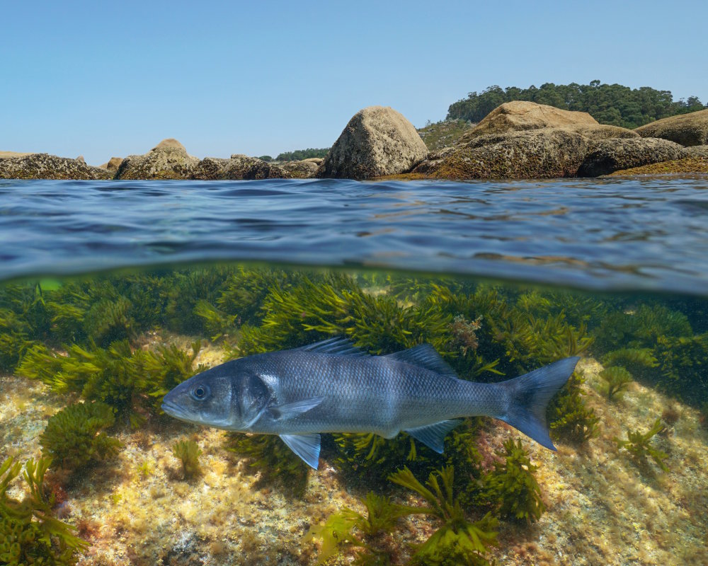 The european seabass (Dicentrarchus labrax)