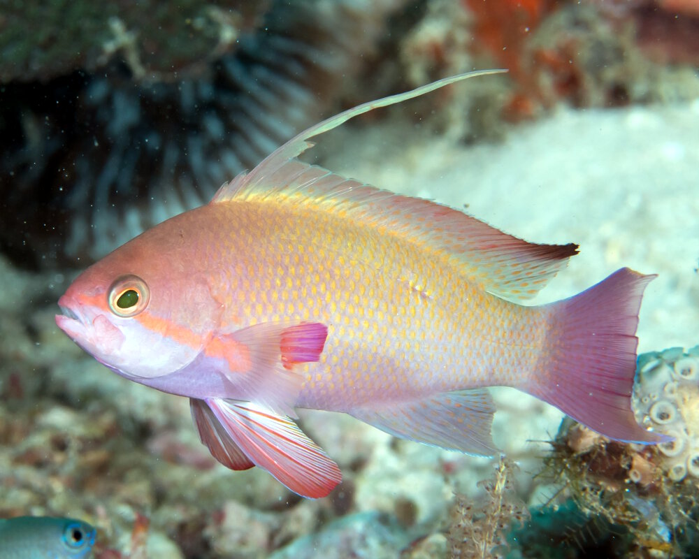 Le barbier de Hucht (Pseudanthias huchtii)