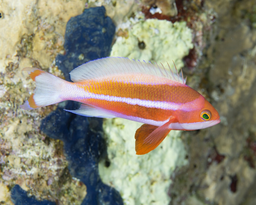 Le barbier rayé (Pseudanthias taeniatus)