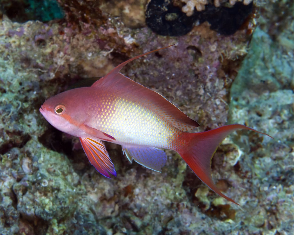 The sea goldie (Pseudanthias squamipinnis)