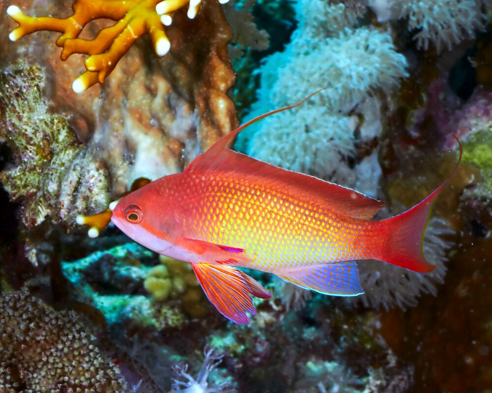 The sea goldie (Pseudanthias squamipinnis)