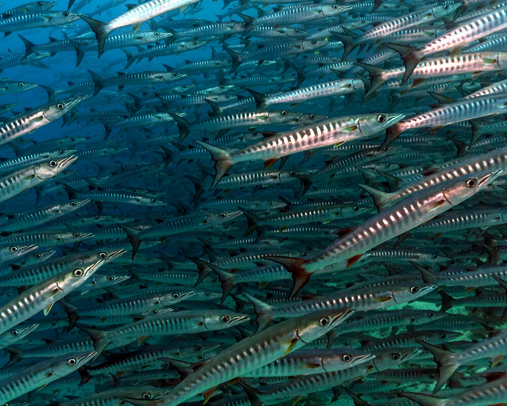 Le barracuda à nageoires noires (Sphyraena qenie) Le barracuda à nageoires noires (Sphyraena qenie)