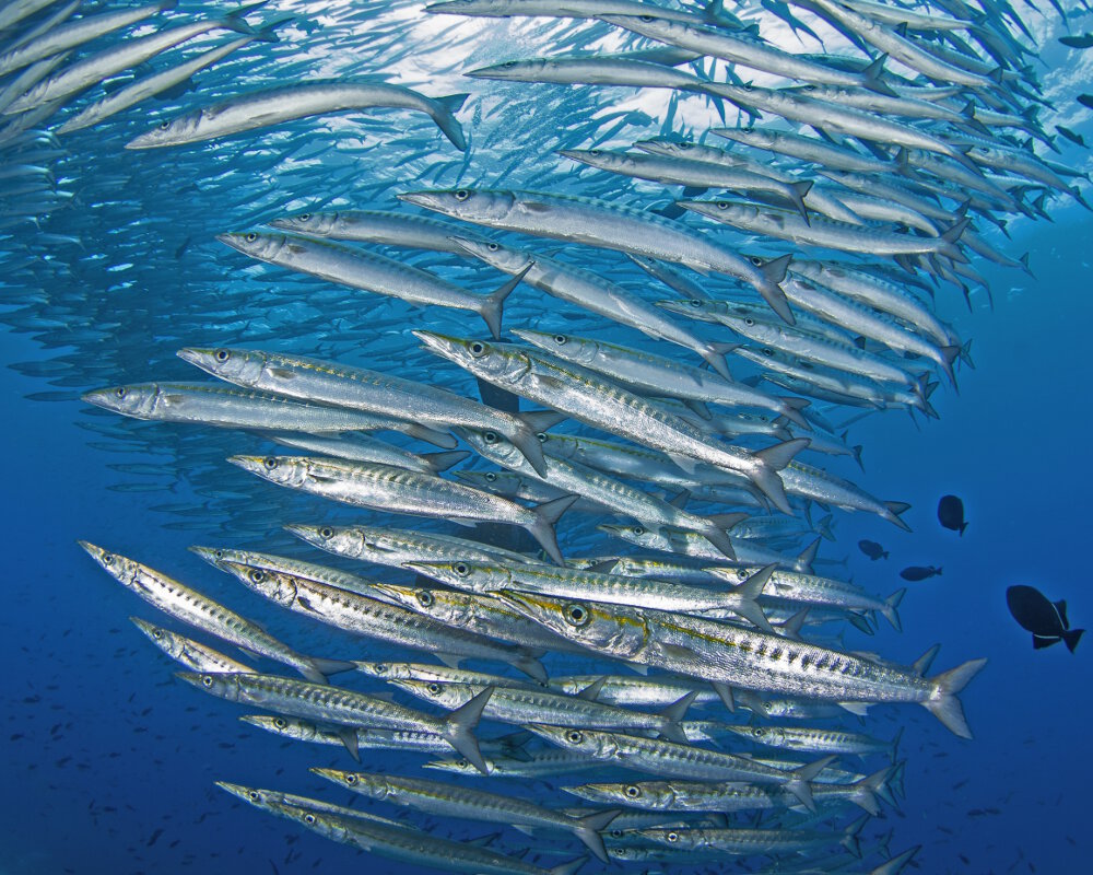 Le barracuda Mexicain (Sphyraena ensis)