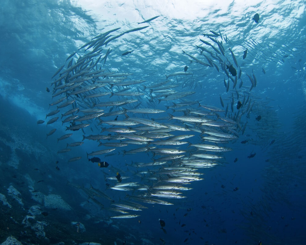 Le barracuda Mexicain (Sphyraena ensis)