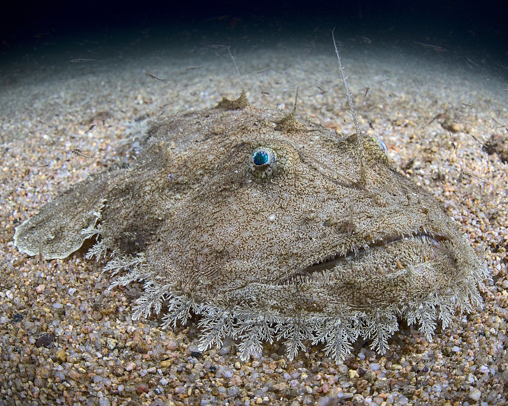 La baudroie chinoise (Lophius litulon)