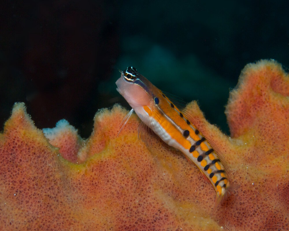 Le blennie clown d'Axelrod (Ecsenius axelrodi)