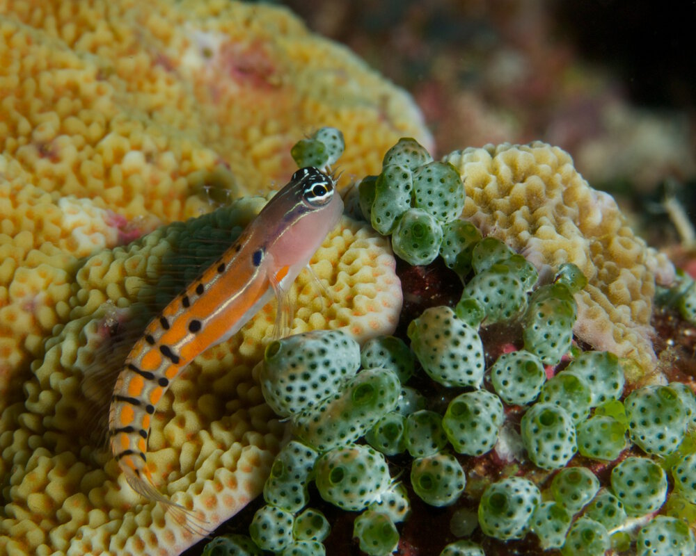 Le blennie clown d'Axelrod (Ecsenius axelrodi)