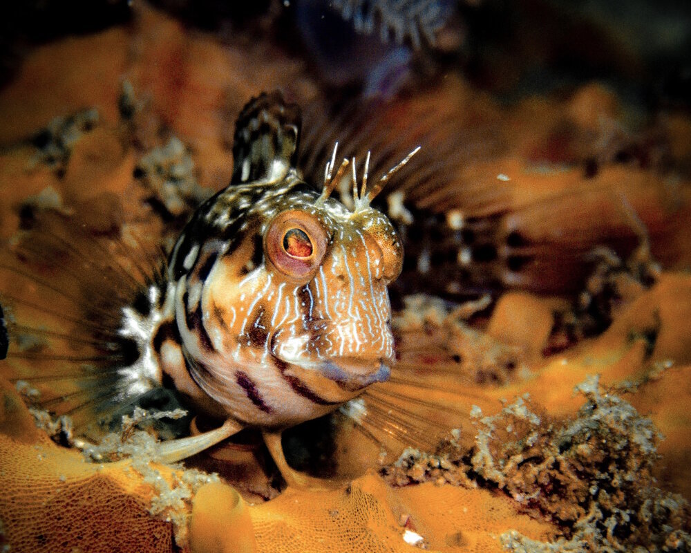 The seaweed blenny (Parablennius marmoreus)