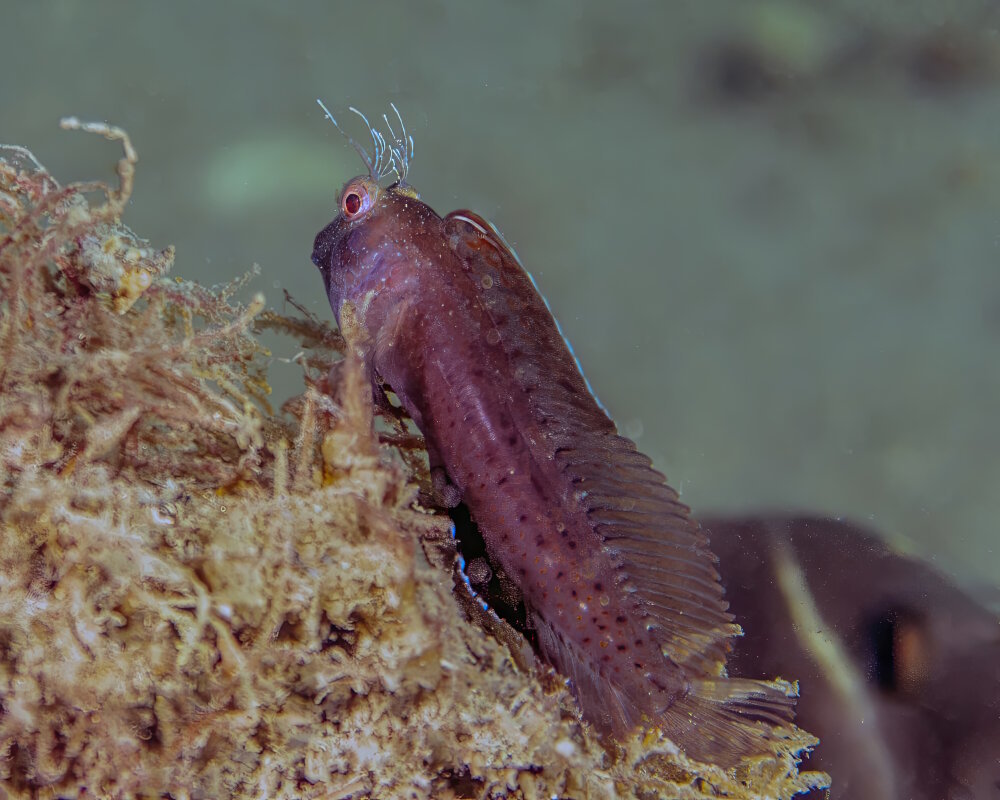 The seaweed blenny (Parablennius marmoreus)