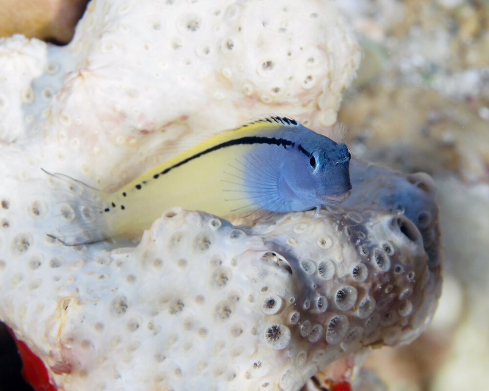 Le blennie mimétique de mer Rouge (Ecsenius gravieri)