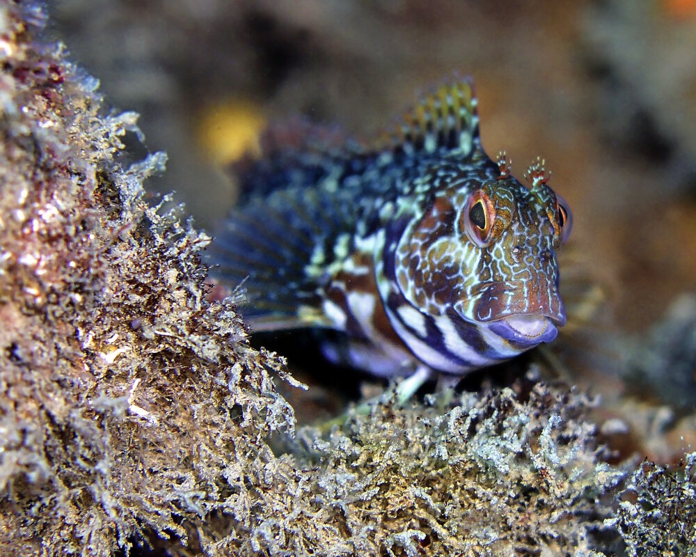 La blennie pilicorne (Parablennius pilicornis)