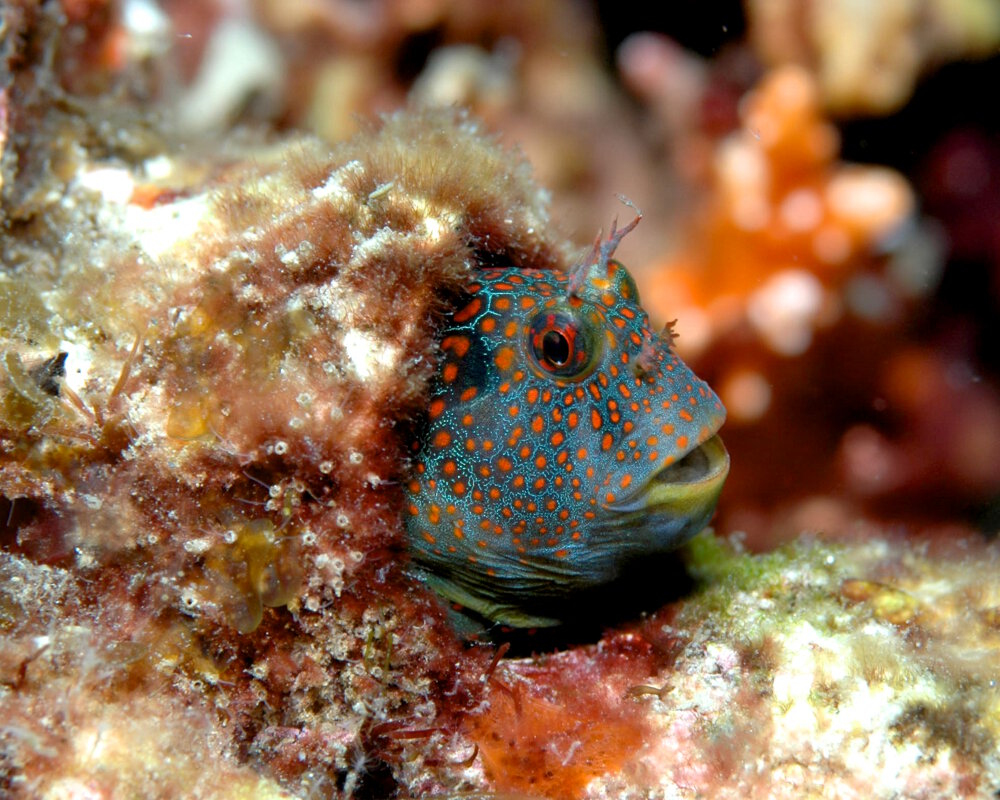 Le blennie tesselée (Hypsoblennius invemar)