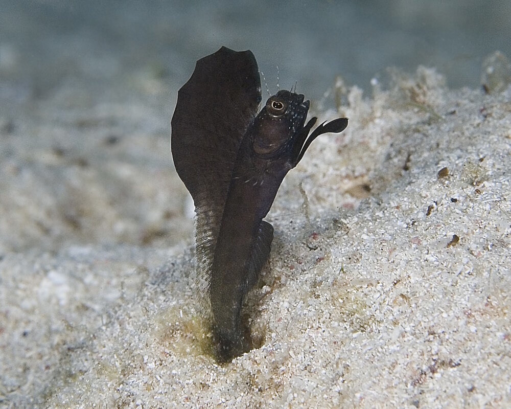 The sailfin blenny (Emblemaria pandionis)