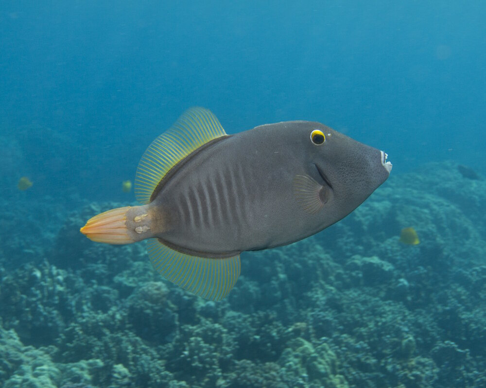 The whitespotted filefish (Cantherhines dumerilii) The whitespotted filefish (Cantherhines dumerilii)