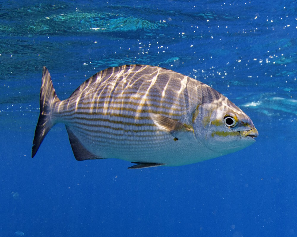 La calicagère blanche ou saupe brésilienne (Kyphosus sectatrix)