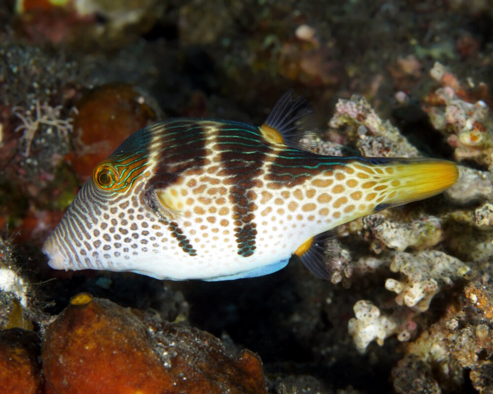 The valentin's sharpnose puffer (Canthigaster valentini)