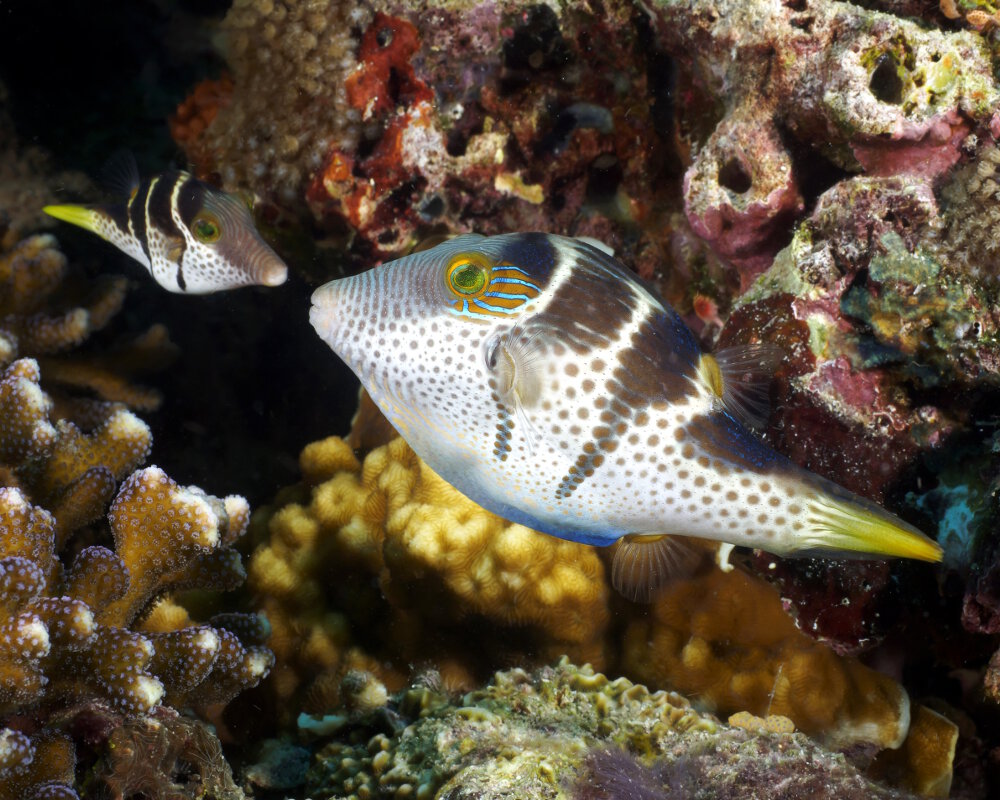 The valentin's sharpnose puffer (Canthigaster valentini)