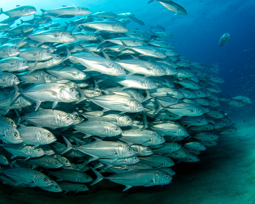 La carangue à gros yeux (Caranx sexfasciatus)