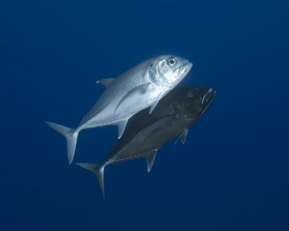 A pair of bigeye trevally (Caranx sexfasciatus) swimming together during courtship, with the male displaying an entirely black coloration