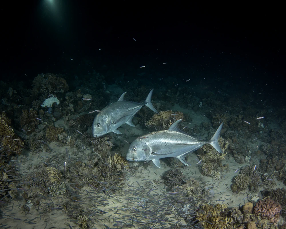 Two Giant trevally (Caranx ignobilis) foraging at night in the Red Sea