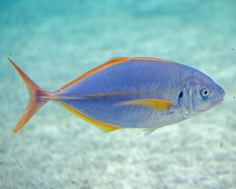 The white trevally (Pseudocaranx dentex) has a yellow stripe running along its sides and a dark spot on the upper part of its gill cover