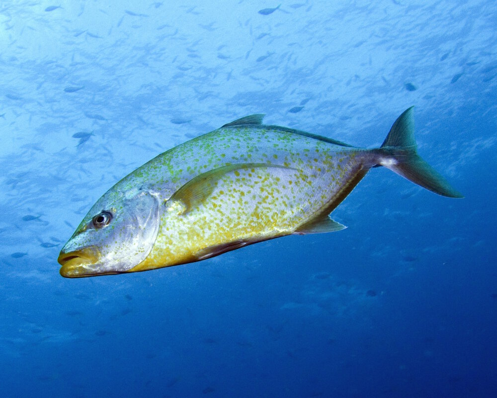 Numerous orange or yellowish-orange spots cover the sides of the orangespotted trevally (Flavocaranx bajad)