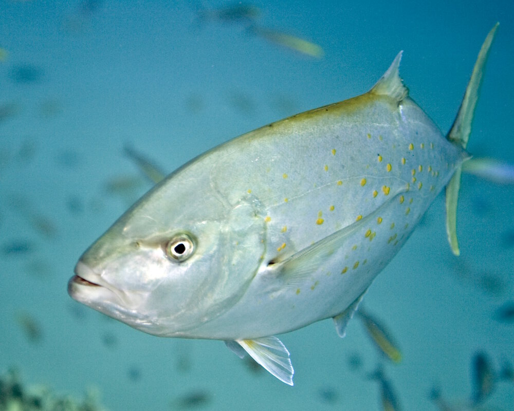 The orangespotted trevally (Flavocaranx bajad)