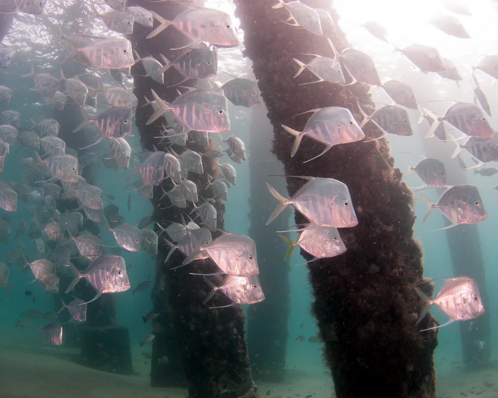 A school of lookdown beneath a pier in southern Florida