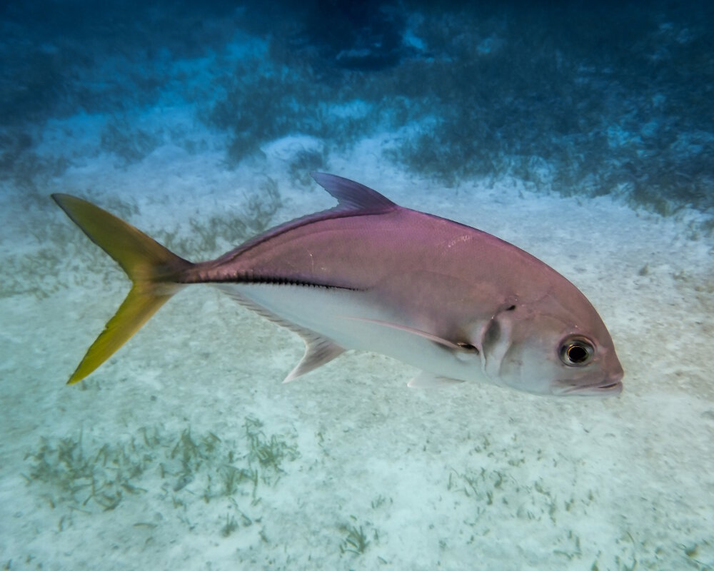 La carangue mayole (Caranx latus)