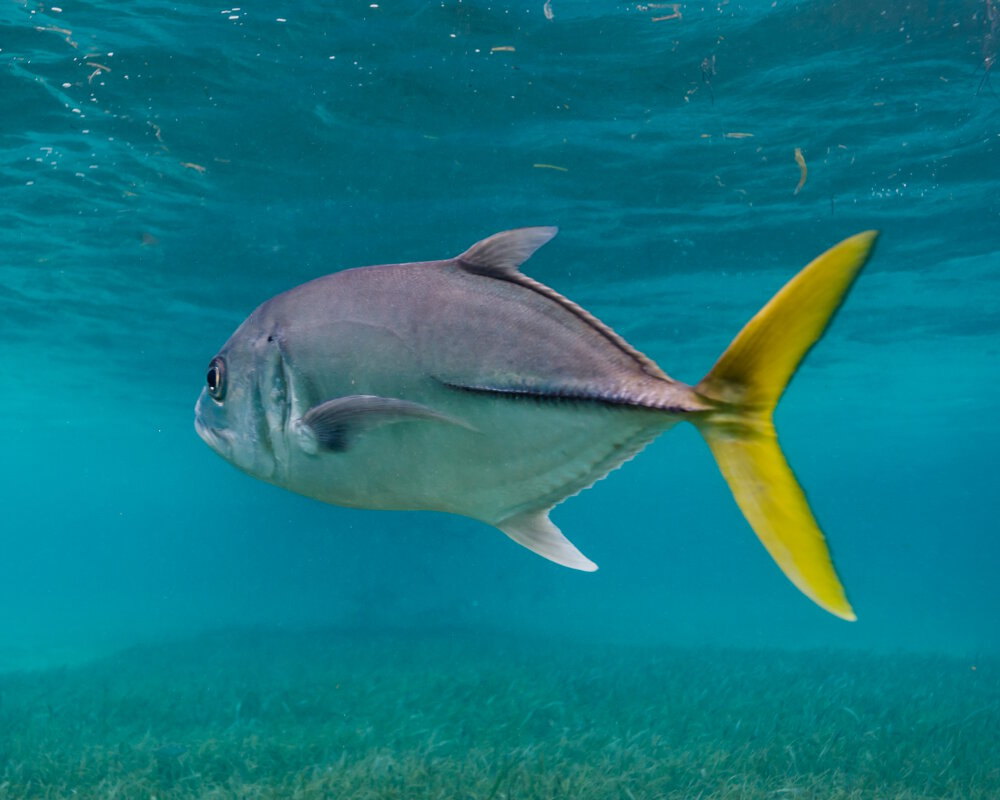 La carangue mayole (Caranx latus)