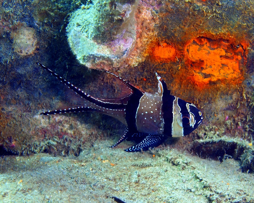 The Banggai cardinalfish (Pterapogon kauderni)