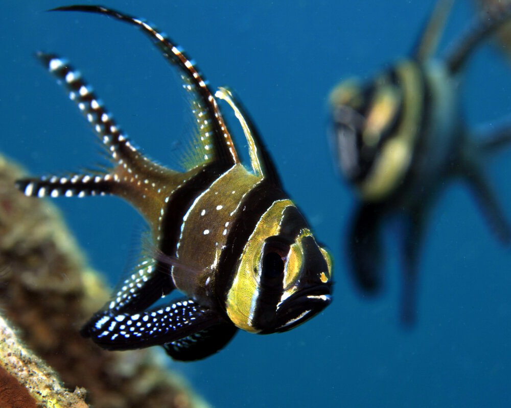 The Banggai cardinalfish (Pterapogon kauderni)