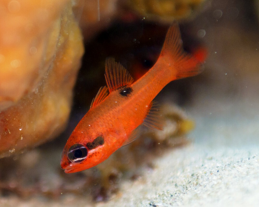 Le cardinal flamboyant (Apogon maculatus)