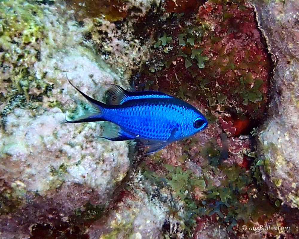 La castagnole bleue (Azurina cyanea)