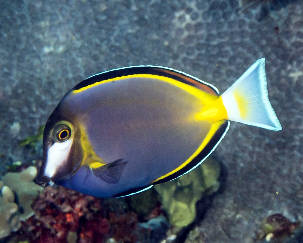 Le poisson chirurgien à joues blanches du Japon (Acanthurus japonicus)