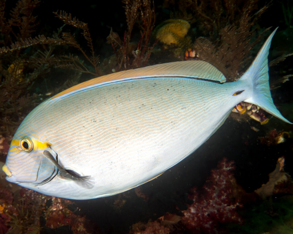 Le poisson chirurgien pâle (Acanthurus mata)