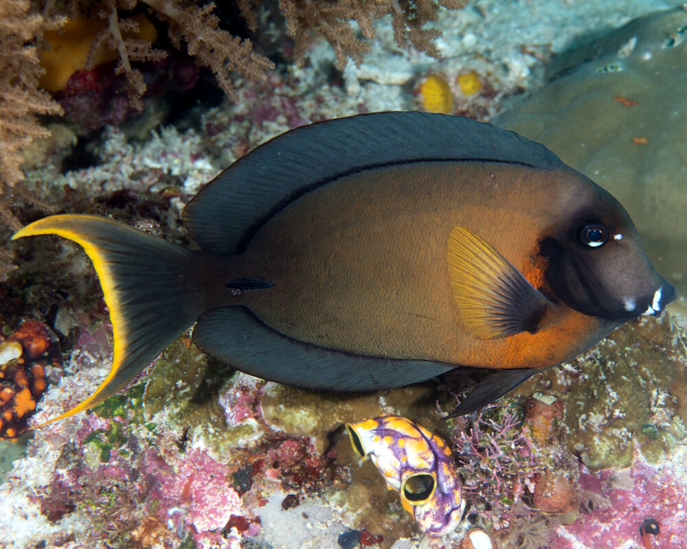 Le poisson chirurgien porteur de feu (Acanthurus pyroferus)