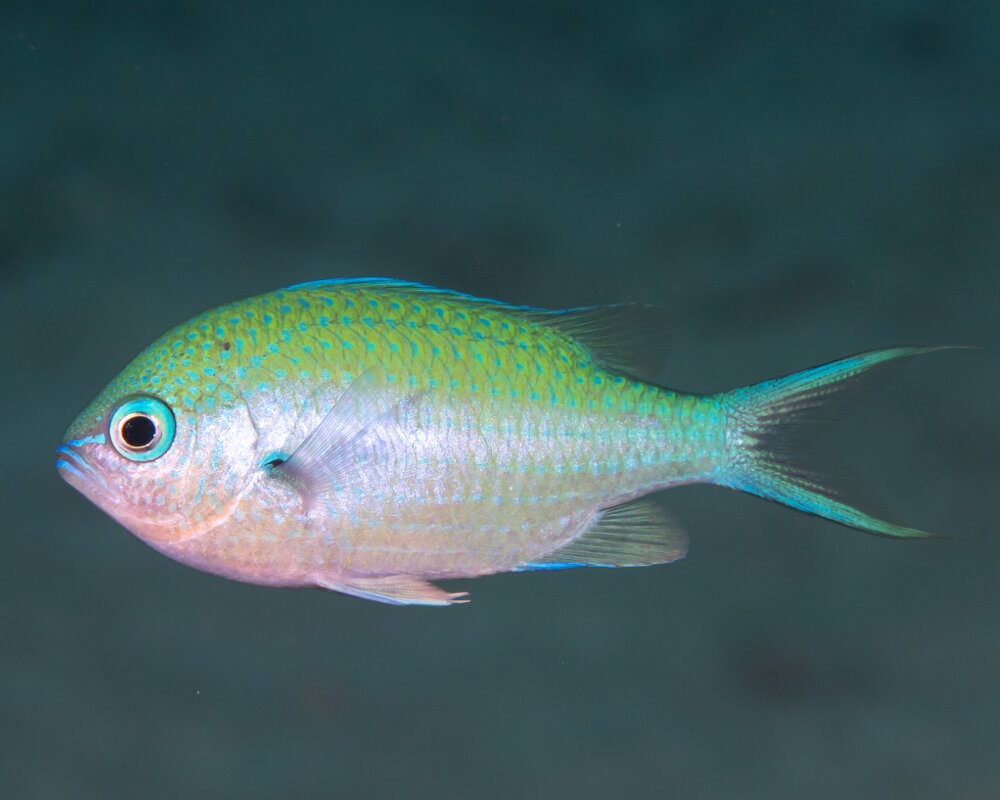 Le chromis atripectoralis (Chromis atripectoralis)