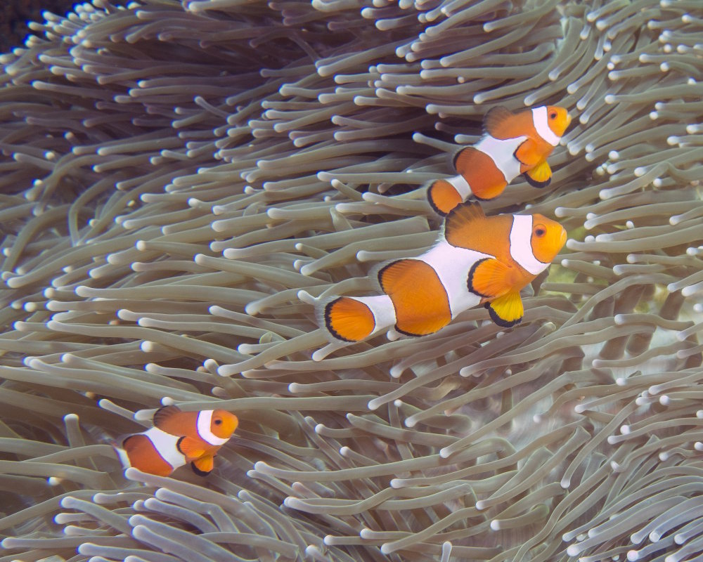A family of false clownfish (Amphiprion ocellaris) on a magnificent sea anemone (Heteractis magnifica) off the coast of Komodo National Park, Indonesia