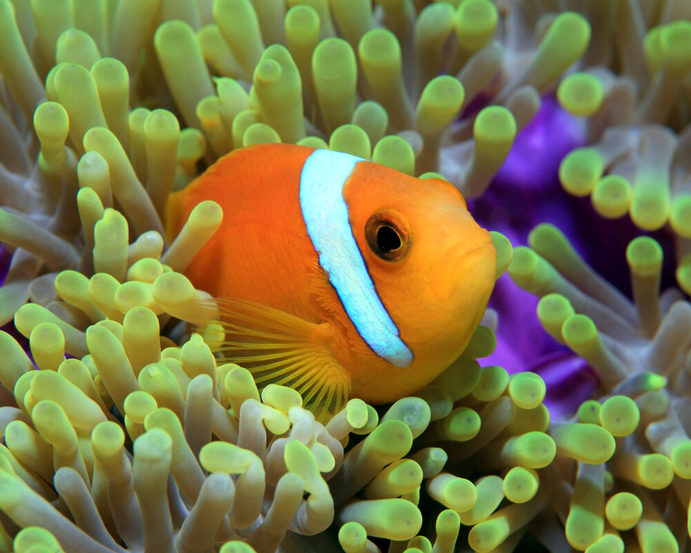 The maldive anemonefish (Amphiprion nigripes) The maldive anemonefish (Amphiprion nigripes)