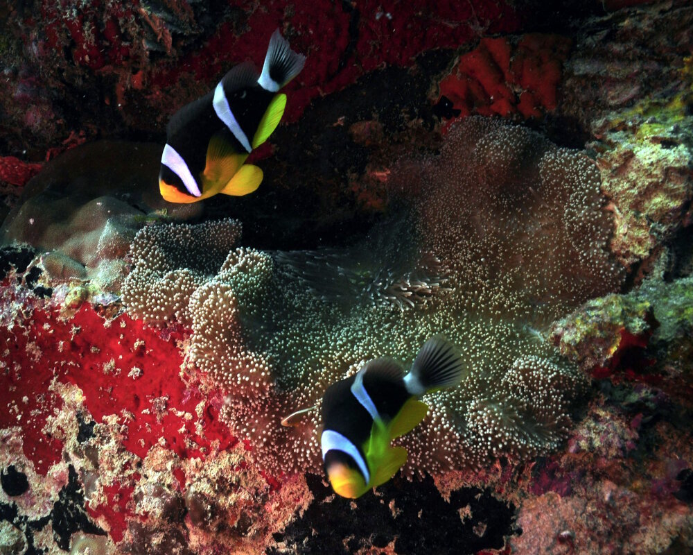 The seychelles anemonefish (Amphiprion fuscocaudatus) The seychelles anemonefish (Amphiprion fuscocaudatus)