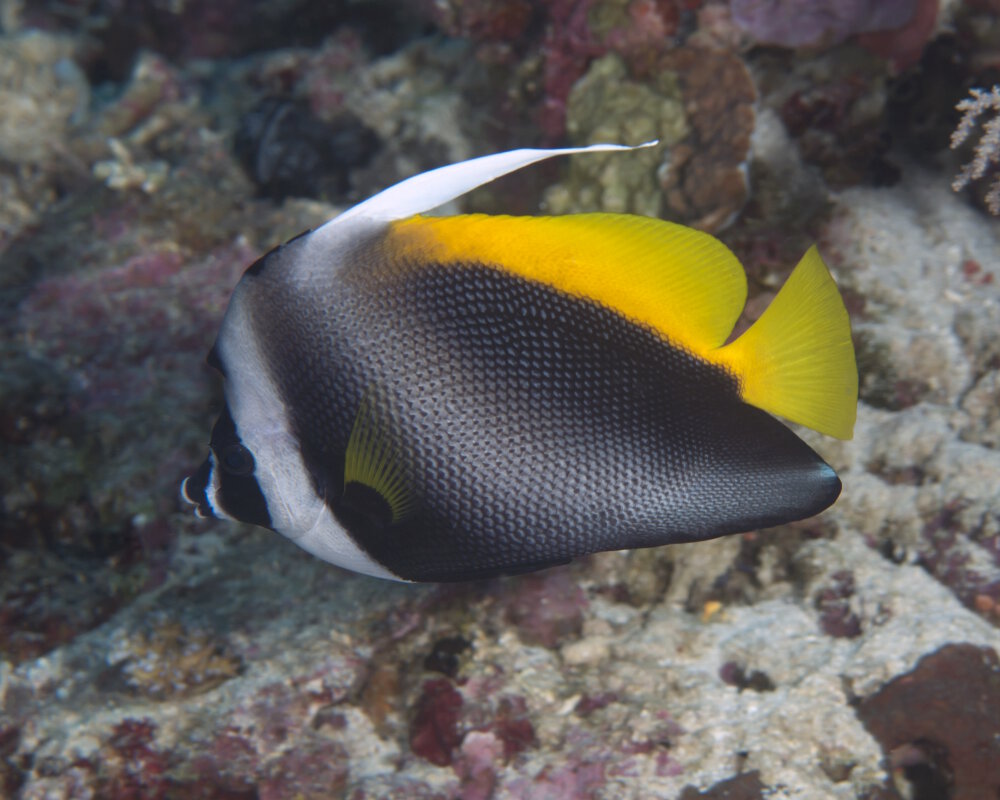 Le poisson cocher malais (Heniochus singularius)