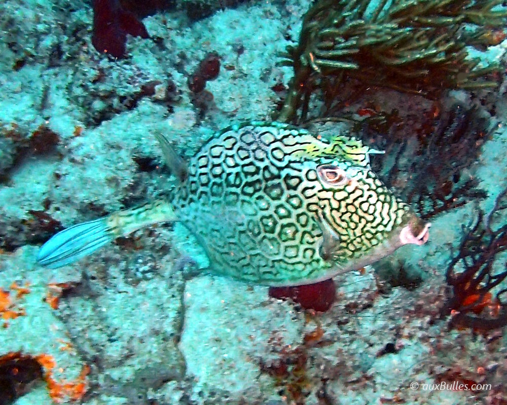 Le poisson coffre nid d'abeille (Acanthostracion polygonium)