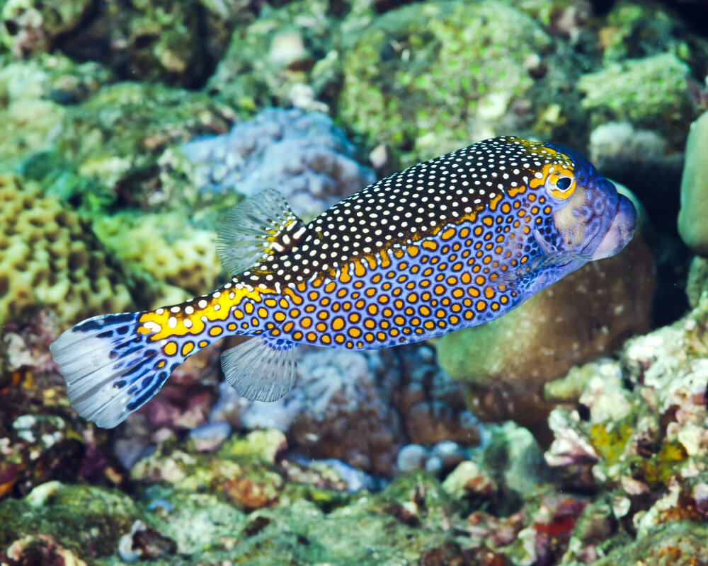 The spotted boxfish (Ostracion meleagris)