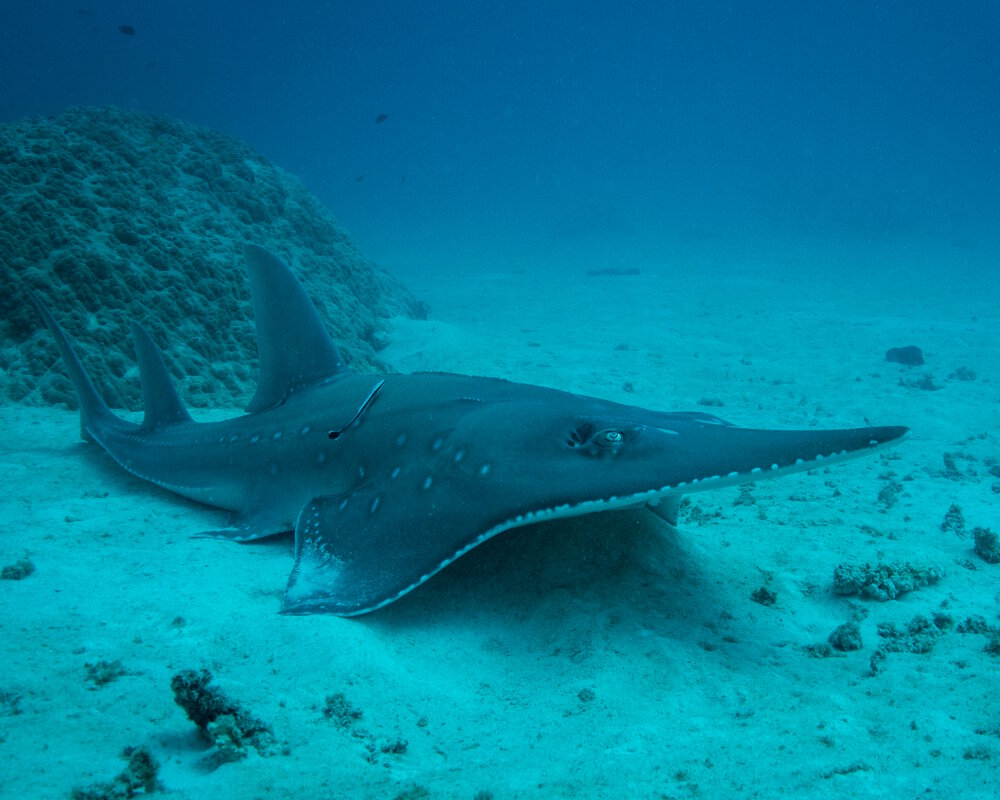 Le poisson coin (Rhynchobatus australiae)