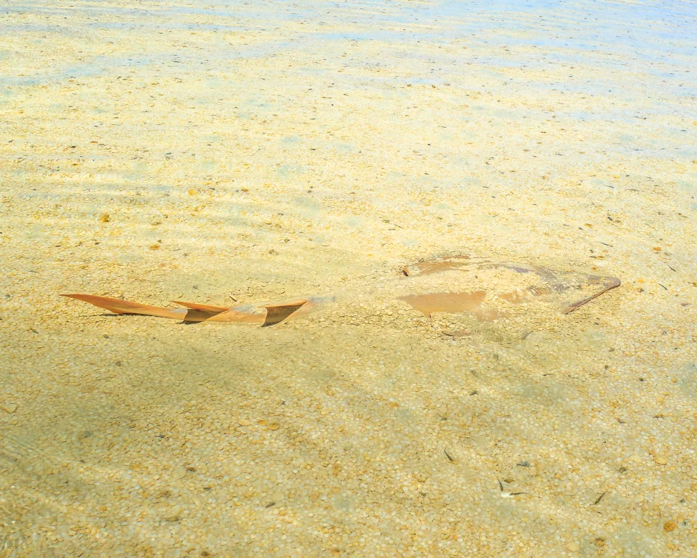 A whitespotted wedgefish (Rhynchobatus australiae) partially camouflaged in the sand in the crystal-clear waters of Shell Beach, Shark Bay, Western Australia