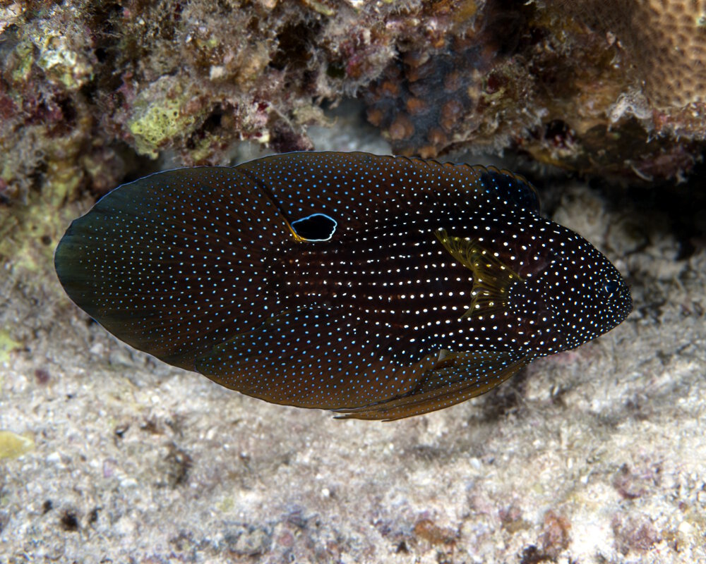 La comète à grandes nageoires (Calloplesiops altivelis)